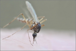 <p>KOMÁR PISKLAVÝ (Culex pipiens)</p>